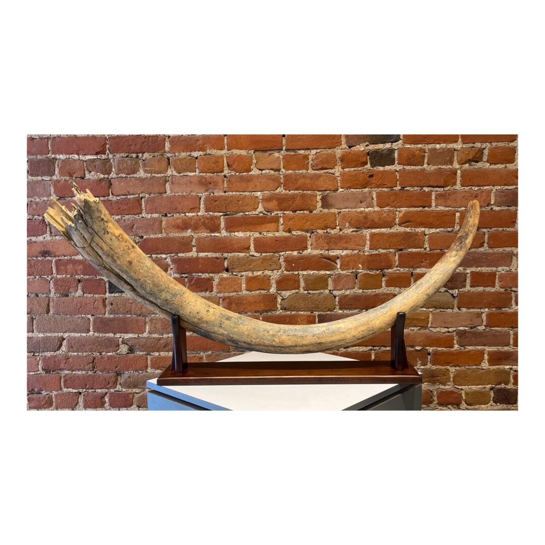 One original large prehistoric woolly mammoth fossil ivory tusk from Yukon.