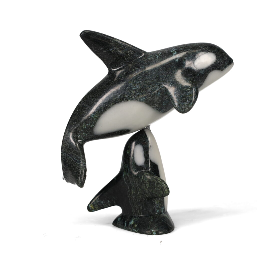 Orcas 20494 - Galerie Images Boréales