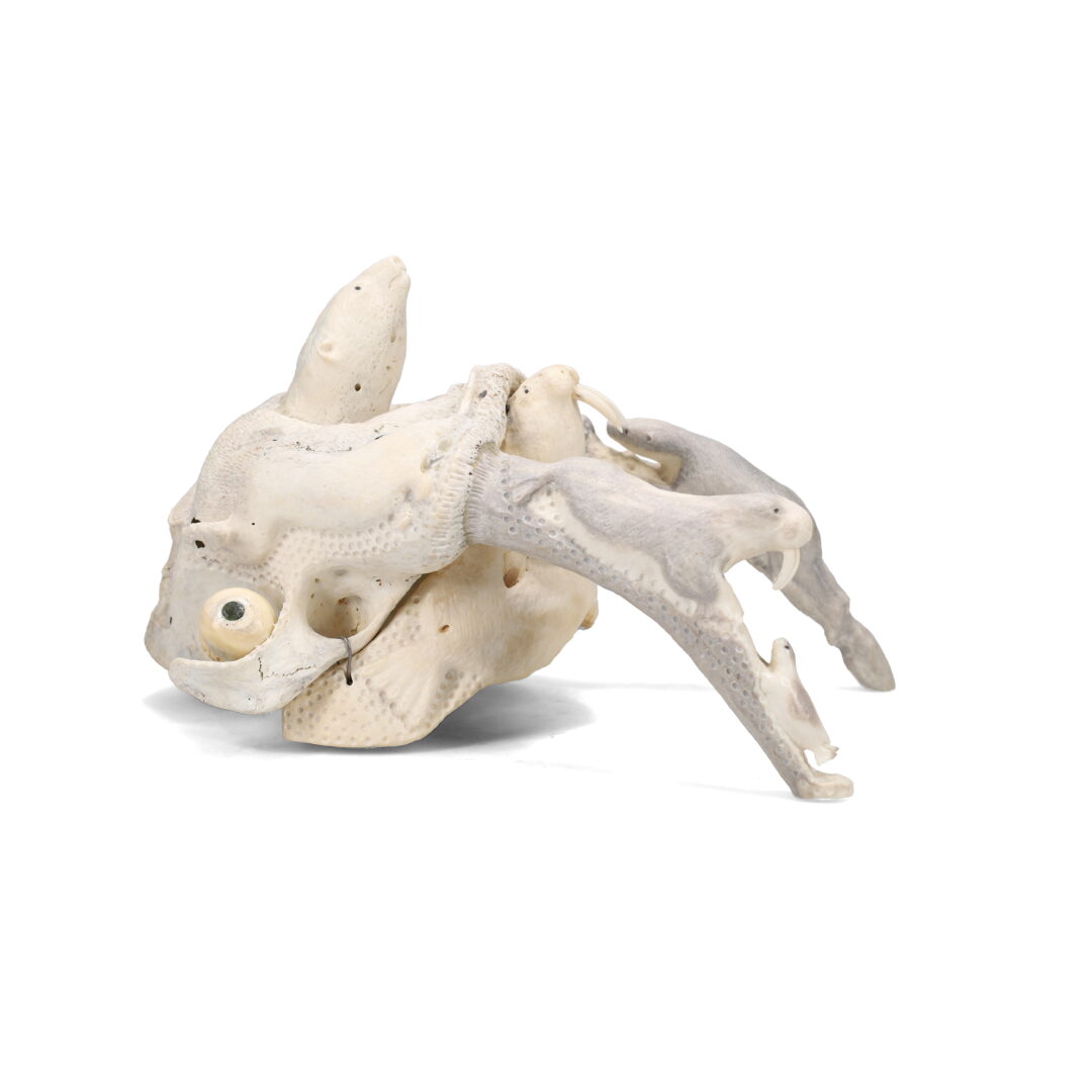 Now original hand-carved sculpture by Inuit artist, Lukie Airut. One composition piece carved out of a walrus skull